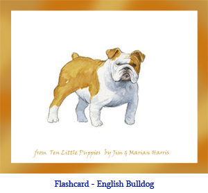 English Bulldog Flashcard – no breed name